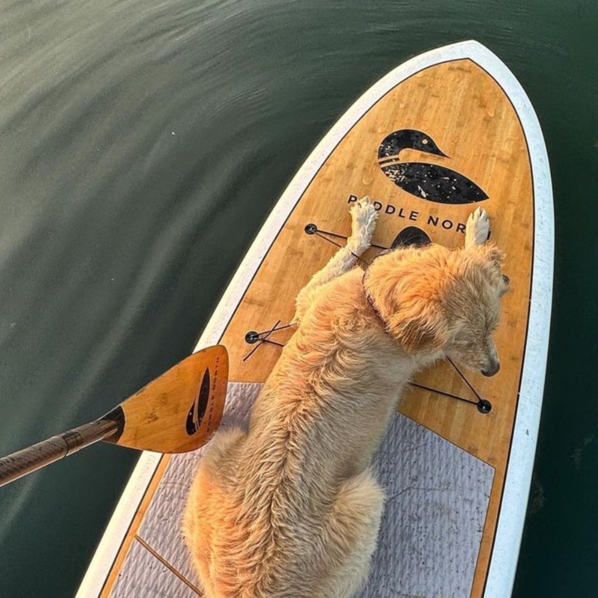 golden retriever on a bamboo paddle board