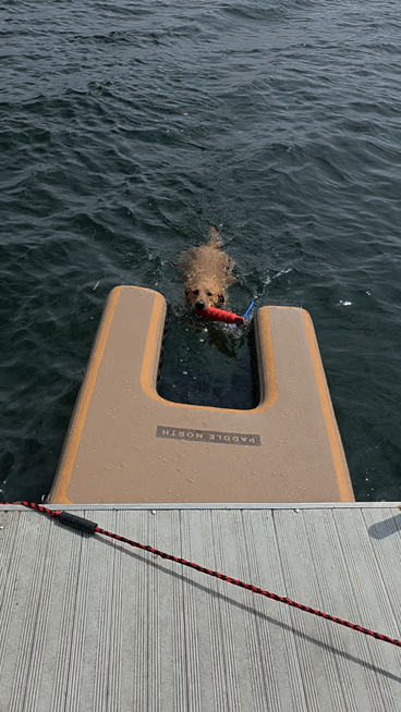 Video of a dog using a pet ramp for paddle boards to get out of the water