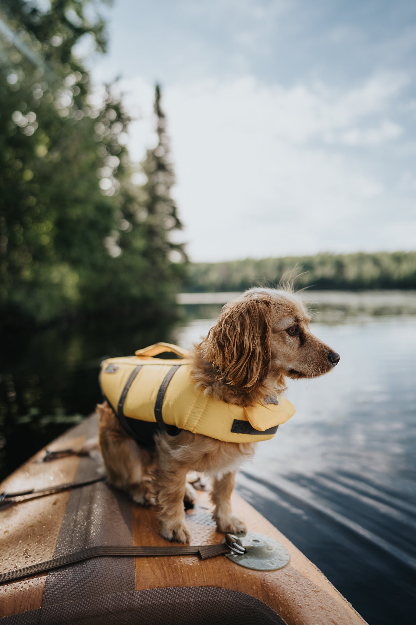 Challenge: Dog Paddling