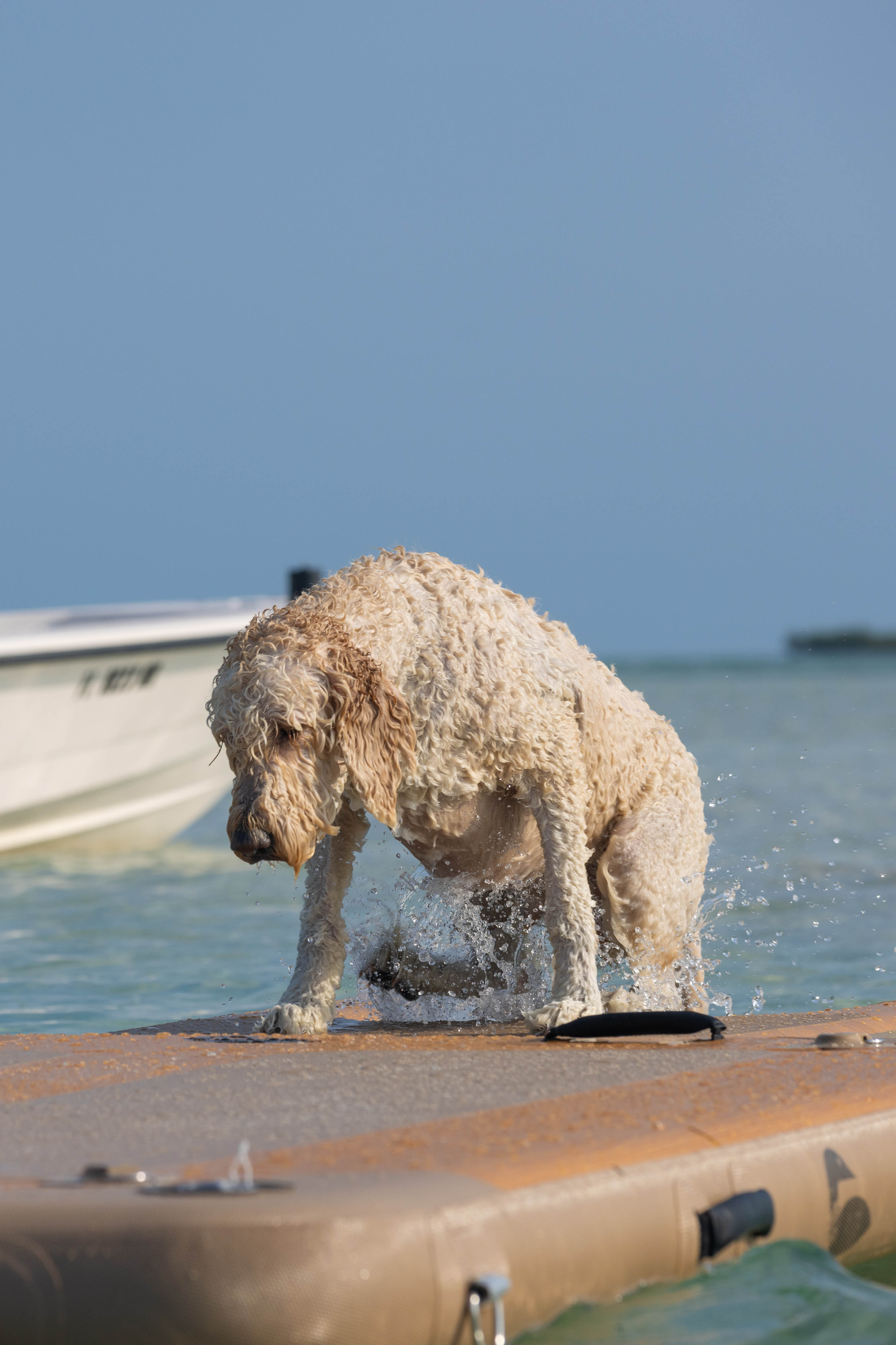 Dog using pet ramp for paddle board to get from water into a boat