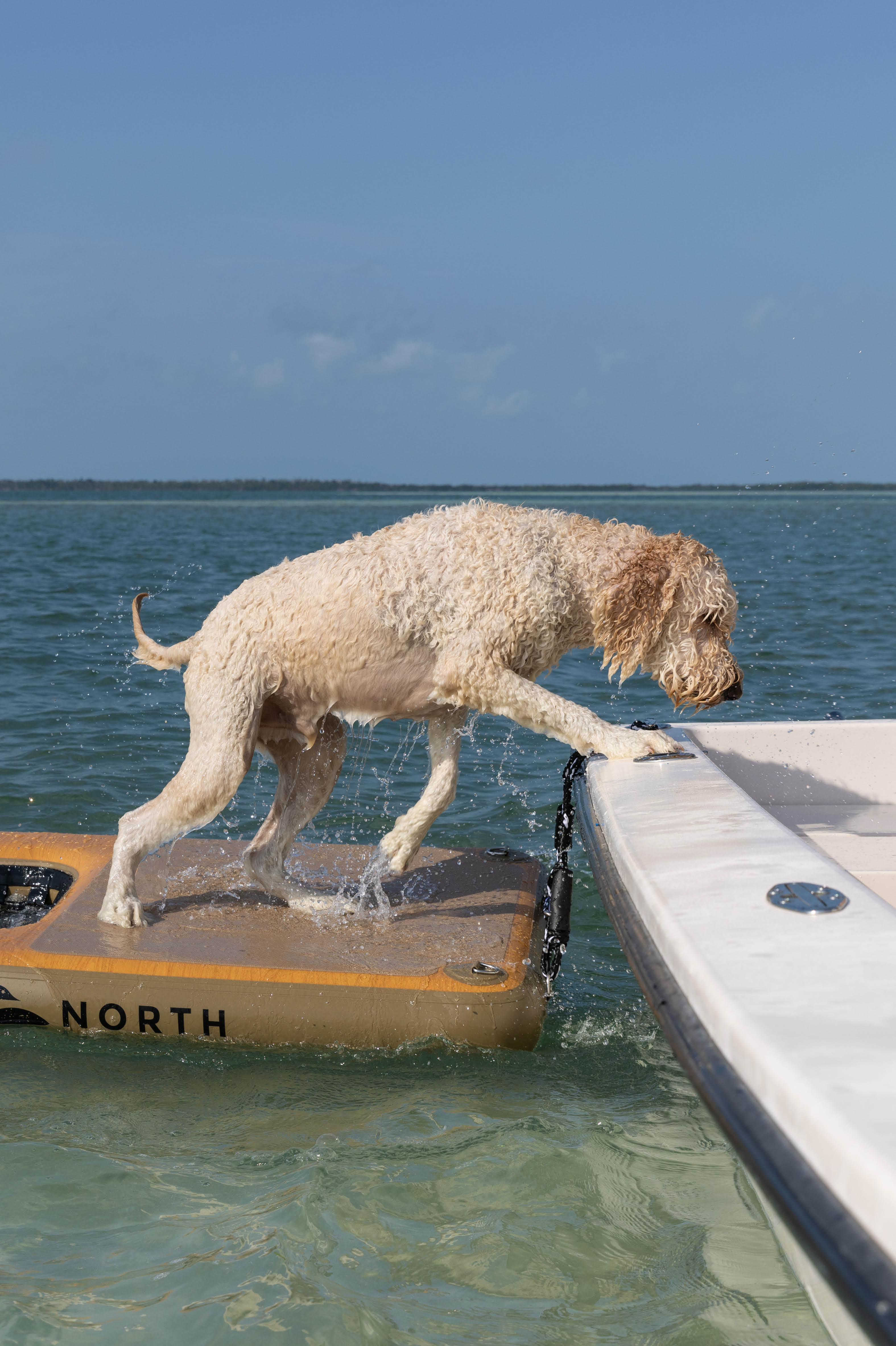 dog using dog boarding ramp to get from water into a boat