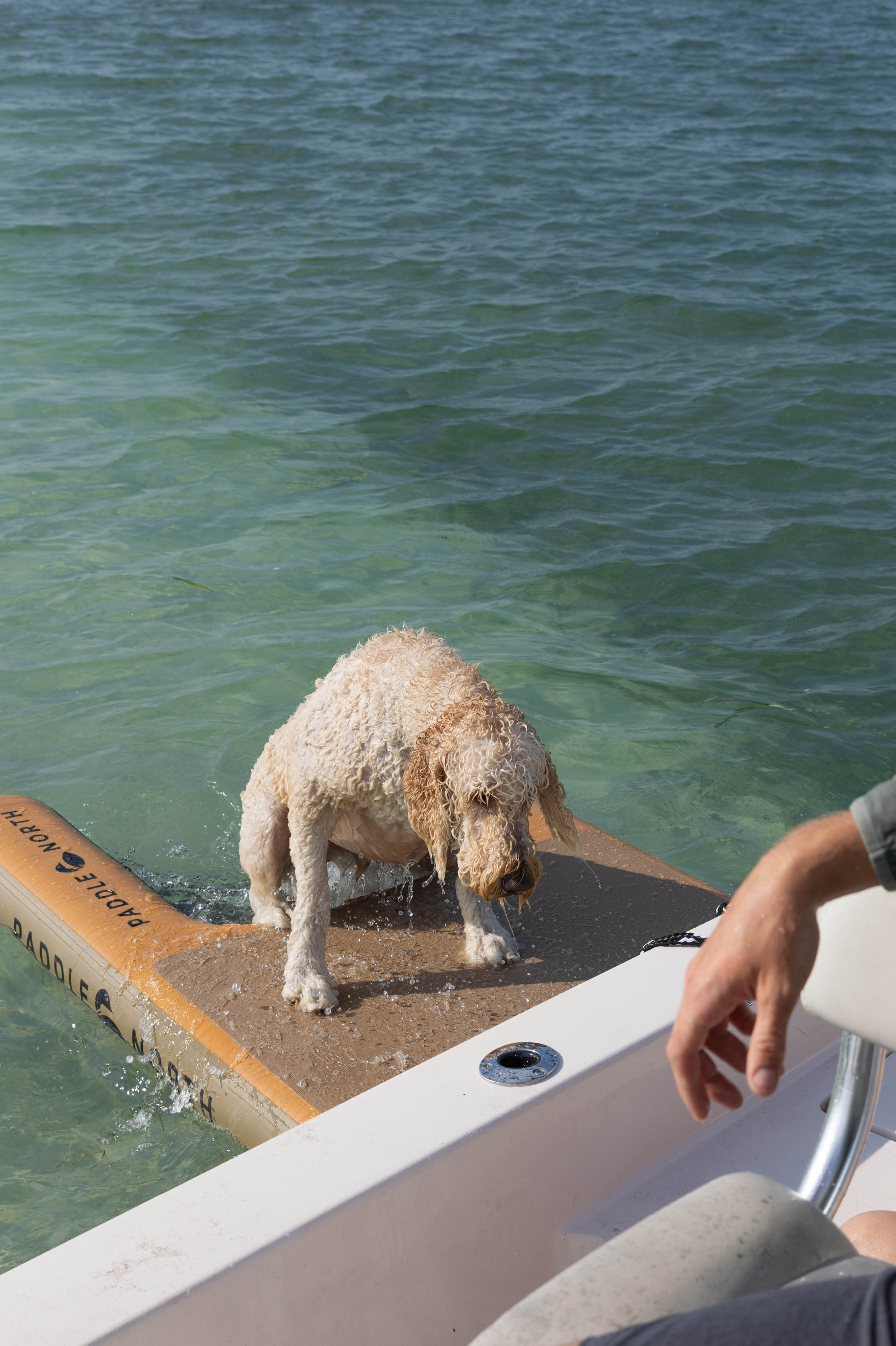 dog using dog ramp for boats
