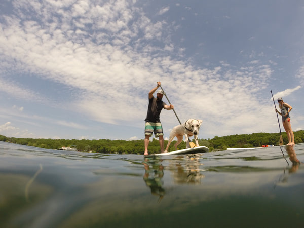 How To Paddle Board With Your Dog
