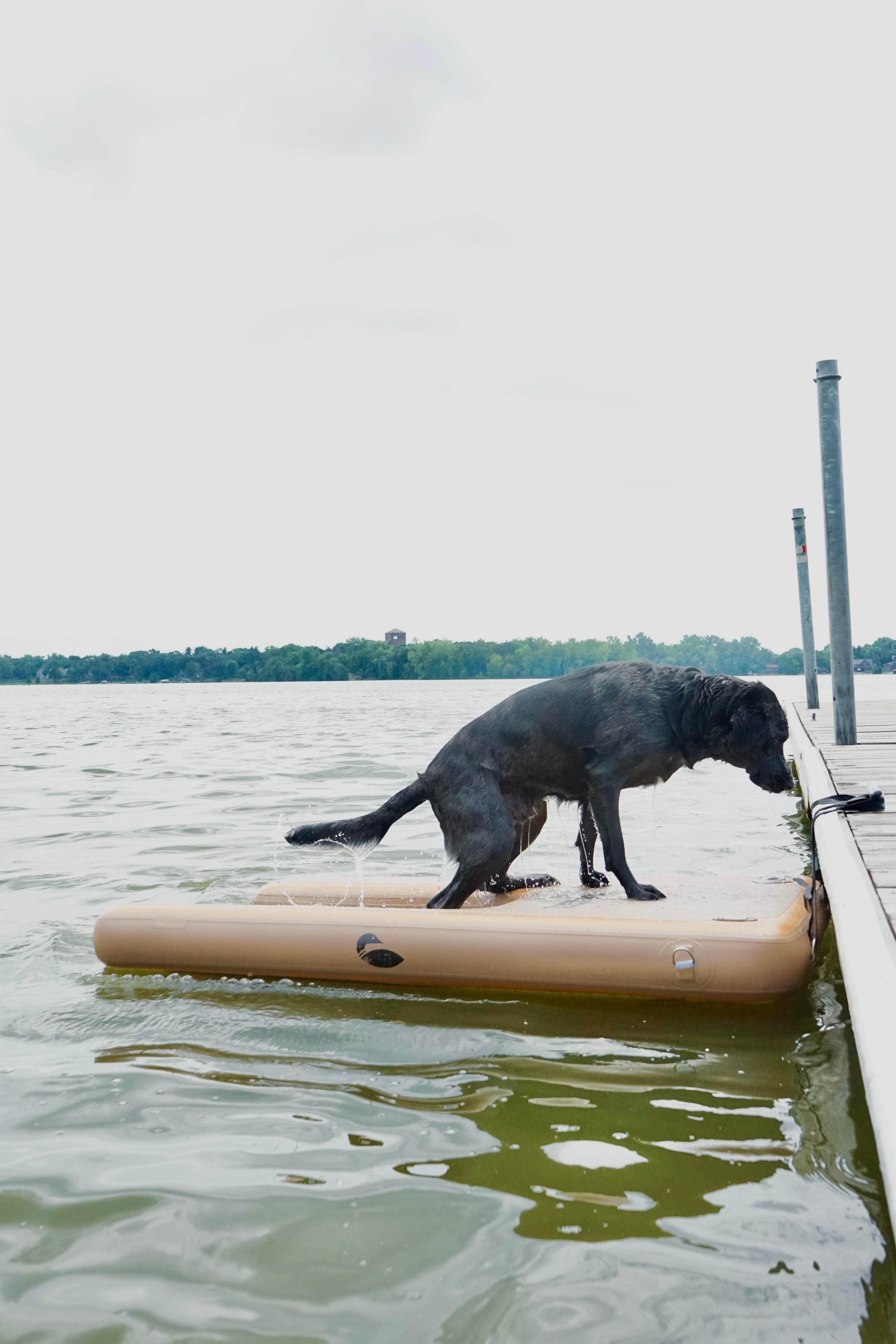 Up Dog | Inflatable Dog Ramp for Boats, Docks, and More