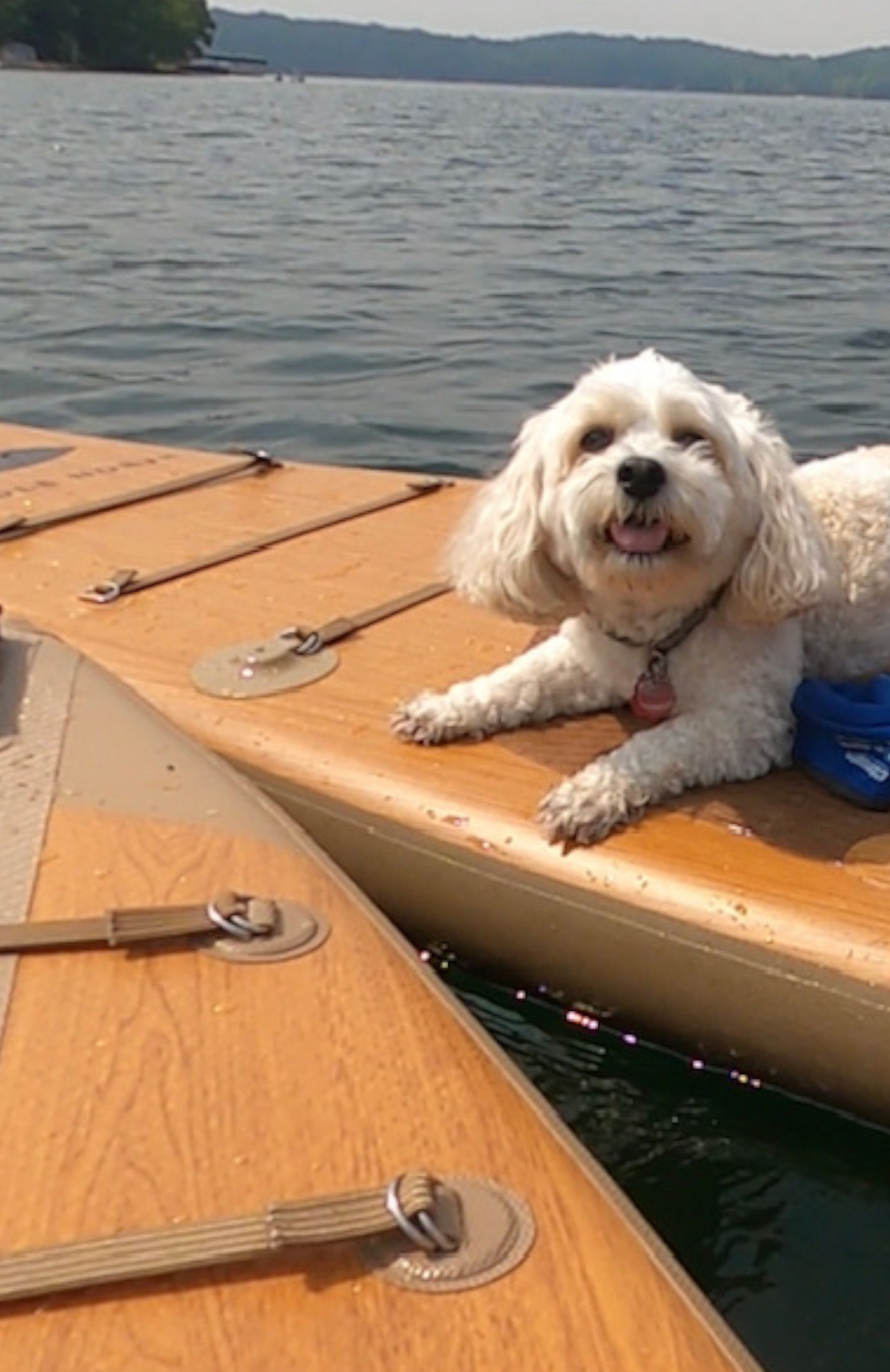 Dog on the front of an inflatable paddle board in the water.