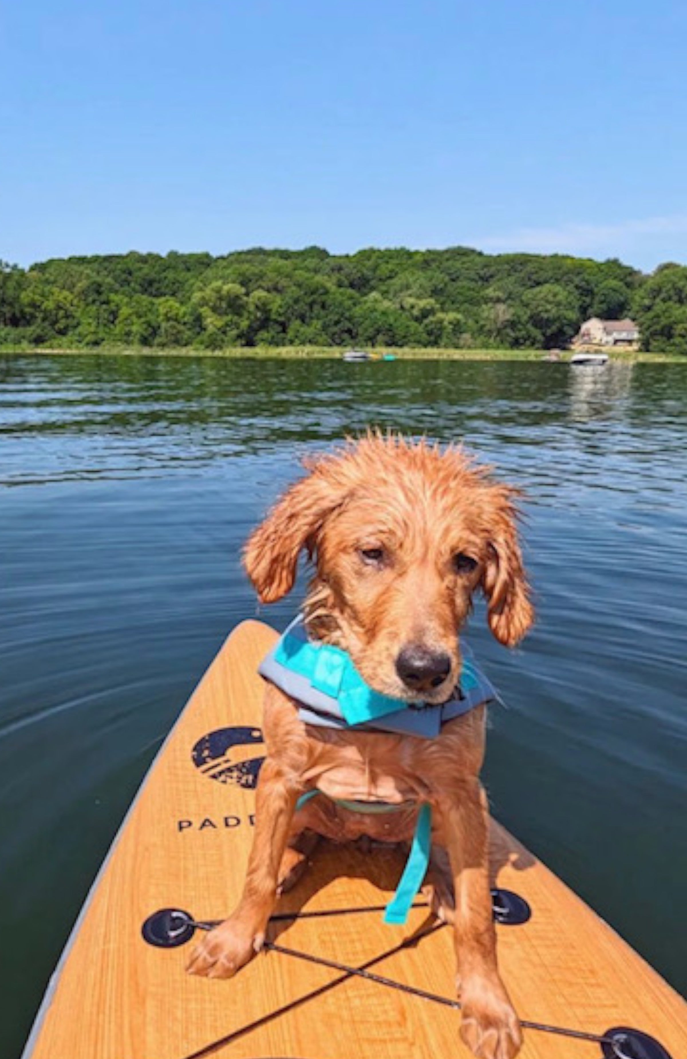 Dog on the front of an inflatable paddle board in the water wearing a life jacket.