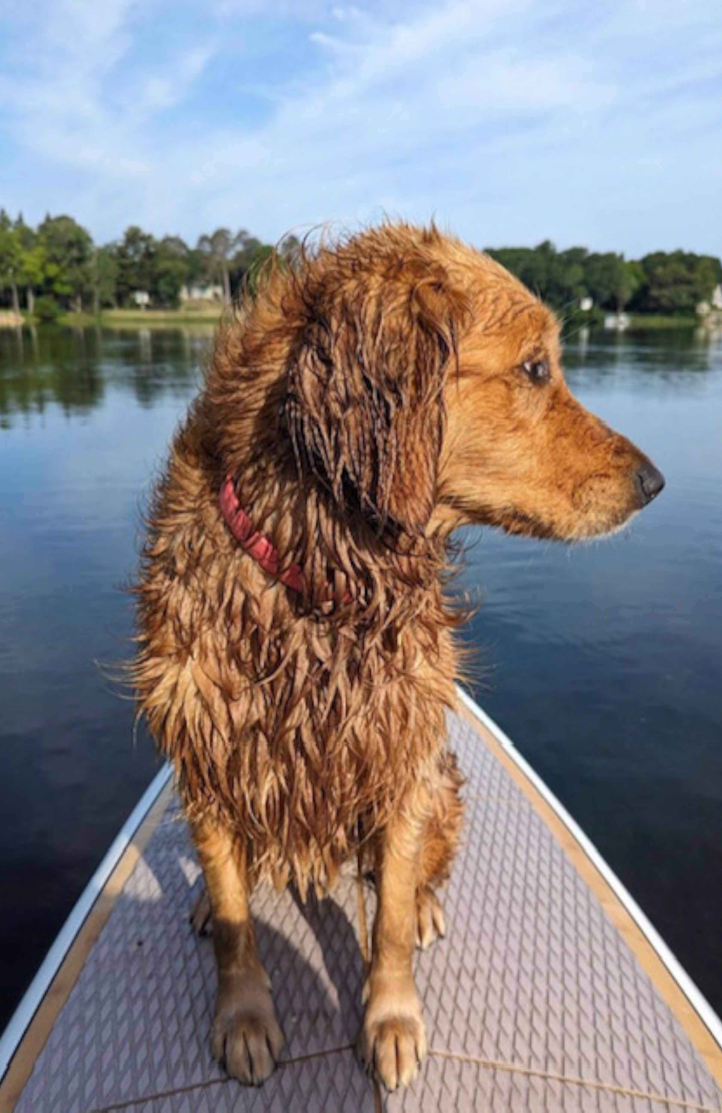 Dog on the front of an inflatable paddle board in the water.