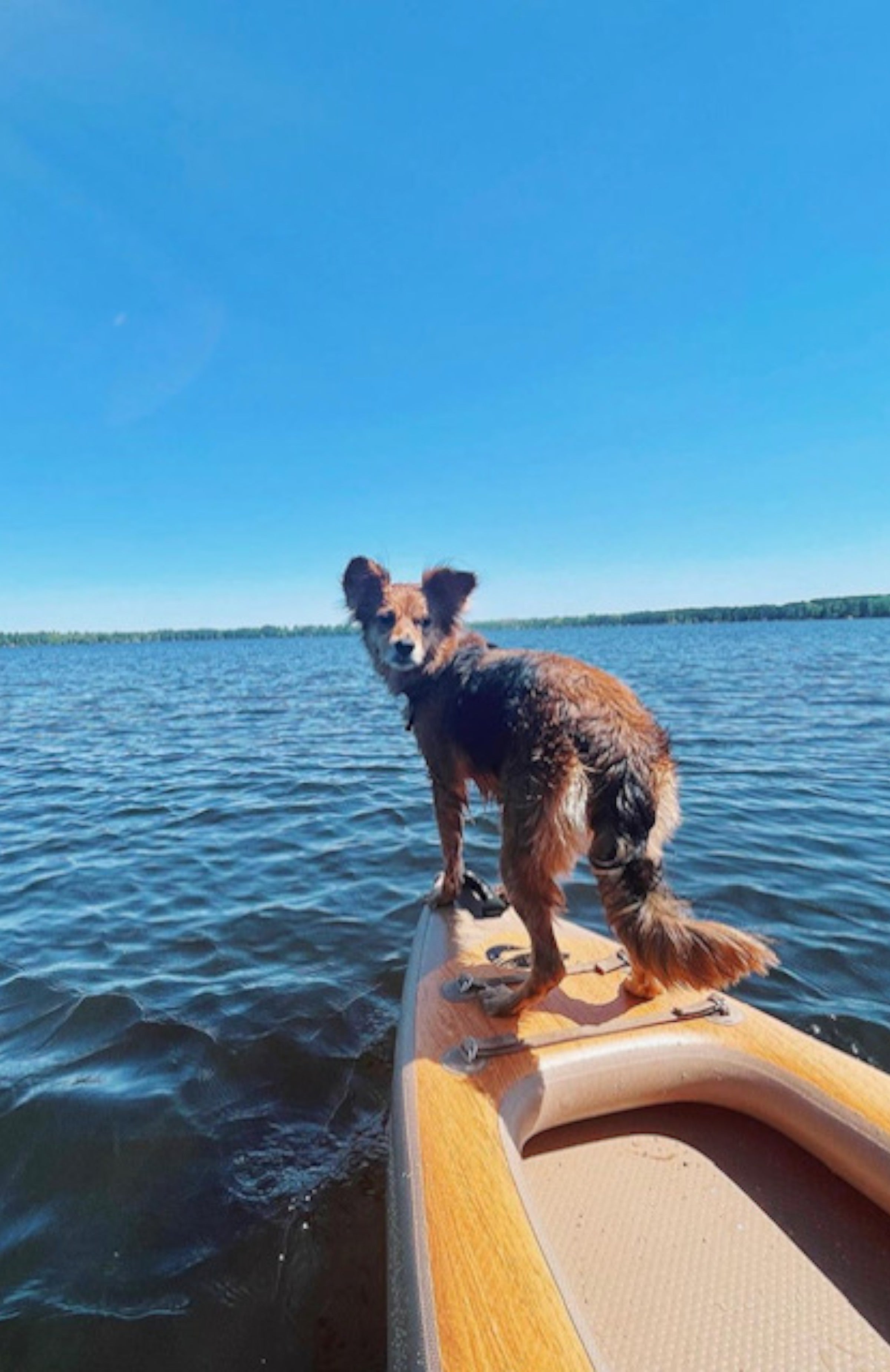 Dog on the front of an inflatable kayak on the water.