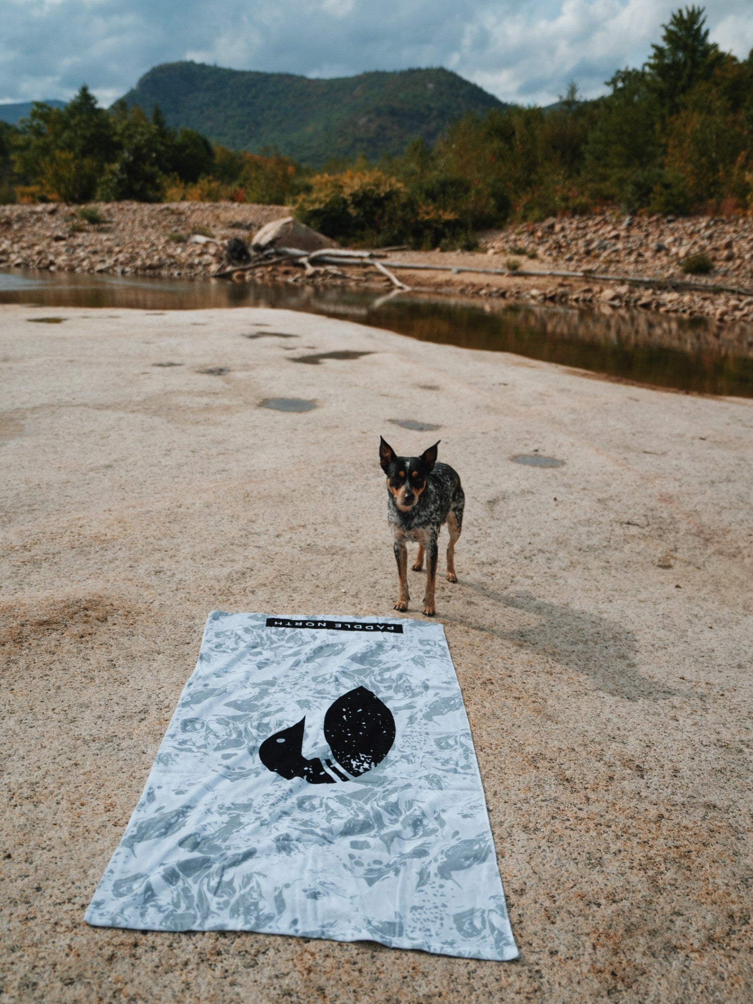Arctic Loon Beach Towel